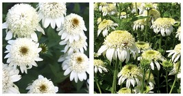 Double White Coneflower 100 Seeds Echinacea Flower Perennial Flowers - £30.67 GBP