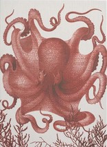 Wall Art Print 19th C Octopus III 29x40 40x29 Coral White Pink - £300.34 GBP