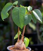 Ficus Palmeri rare caudex exotic bonsai succulent tree seed pack  10 seeds - £7.77 GBP