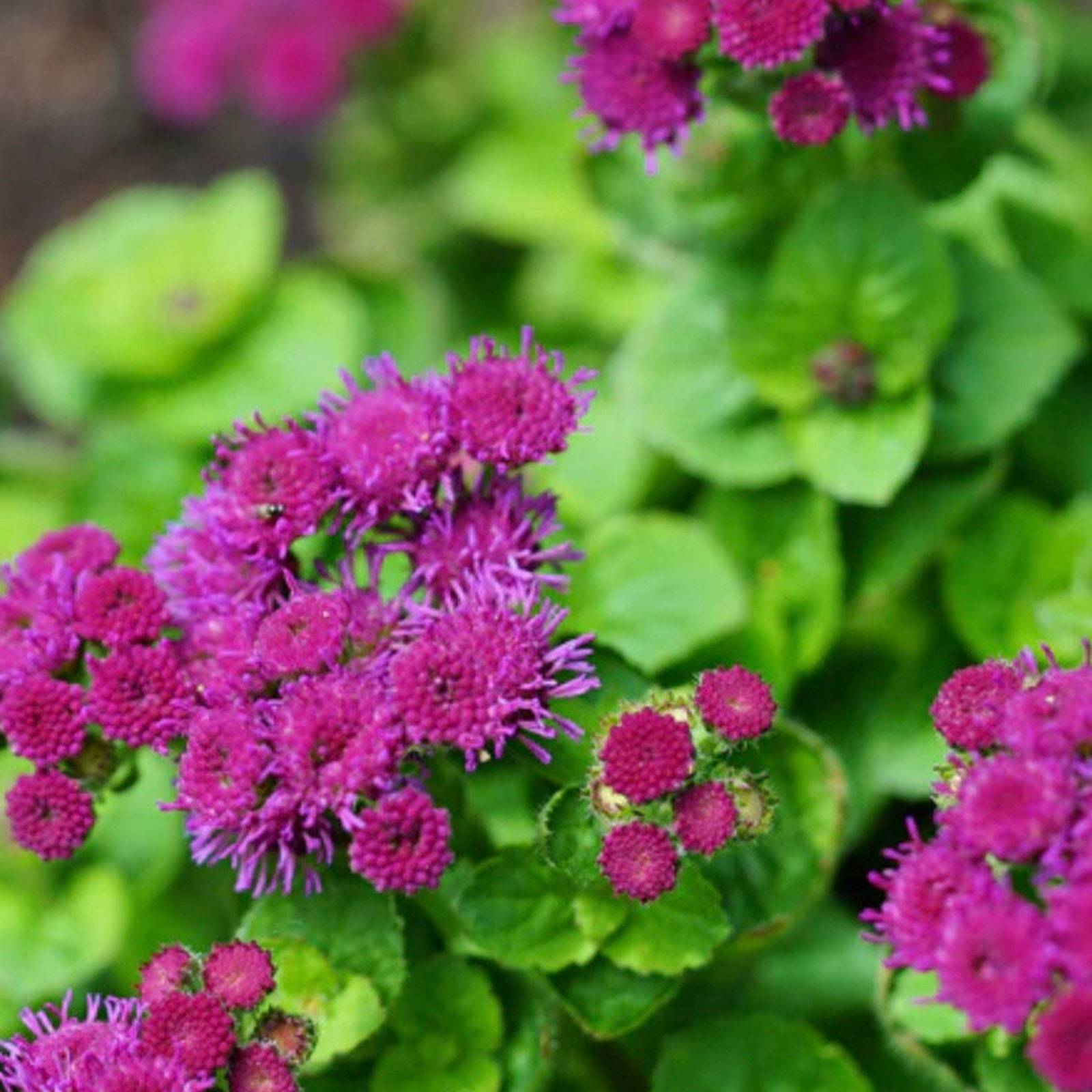 Ageratum Red Flint Flower Seeds Growe Fresh Gardening - $11.50