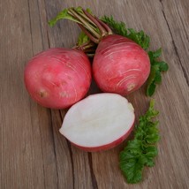 500 German Giant Radish Seeds Non-Gmo Heirloom Huge Radishes Mild Flavor Garden  - $7.98