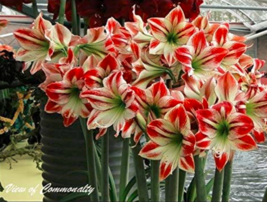 100 Seeds Hippeastrum Seeds Bonsai Amaryllis Barbados Lily Potted Bonsai Balcony - £6.71 GBP