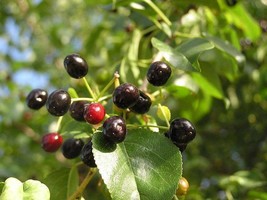 Mahaleb Cherry - St. Lucie Cherry - Prunus mahaleb - 25 seeds (G 013) - £2.34 GBP