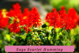 300 Seeds Sage Scarlet Humming Birds Red Flower Top Quality - $2.96 CAD
