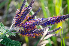 USA Purple Lead Plant Amorpha Canescens Wild Tea Downy Indigo Flowers 100 Seeds - $10.99