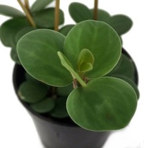 Live Plant Peperomia Hope Indoor Easy to Grow Houseplant - 2.5&quot; Pot Gardening - £37.54 GBP