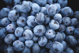 Fresh 100 Highbush Blueberry Seeds - £8.63 GBP
