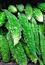 10 Seeds Indian Long Bitter Melon Seeds Khổ Qua RừNg Gai USA Garden - $13.36