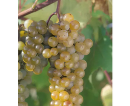 LaCrescent Golden Brown Grape Seeds Hardy Plants White Grape Wine Mateial - £13.74 GBP