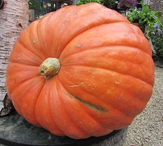 500 Seeds Giant Pumpkin Seed Big Max Heirloom Organic NON GMO  - £35.32 GBP