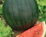 Sugar baby watermelon thumb155 crop