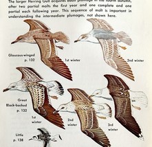 Seagulls Birds Gull Varieties Types Plumage 1966 Color Art Print Nature ... - $366.80 MXN