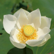 Nelumbo nucifera Woo-wall Lotus White Big Blooming Flowerb - 5 Seeds - $7.77