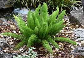 2 Pc Asparagus Densiflorus Myers Plant, Foxtail Fern Live Plants - RK - £23.29 GBP