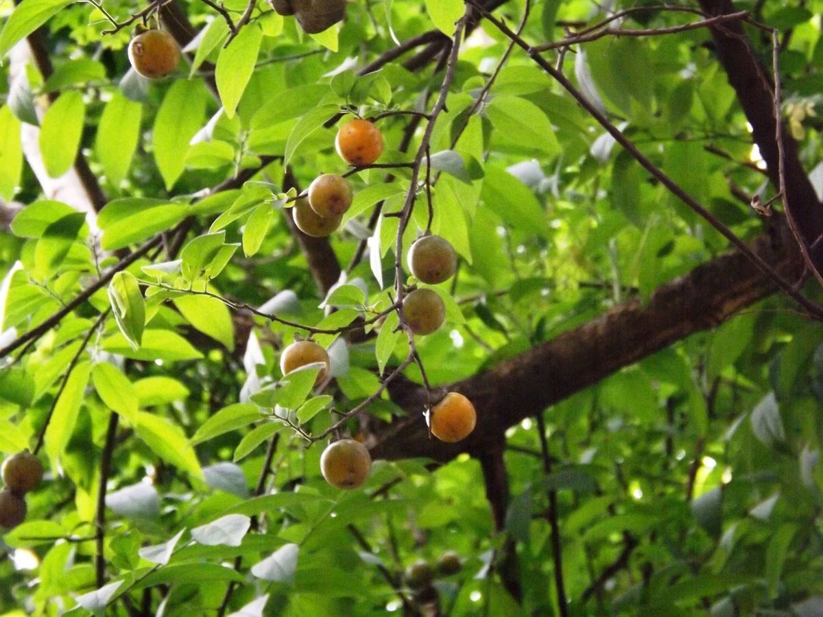 Diospyros Cordifolia Mountain Persimmon Tree 5 seeds Fresh Gardening - $17.96