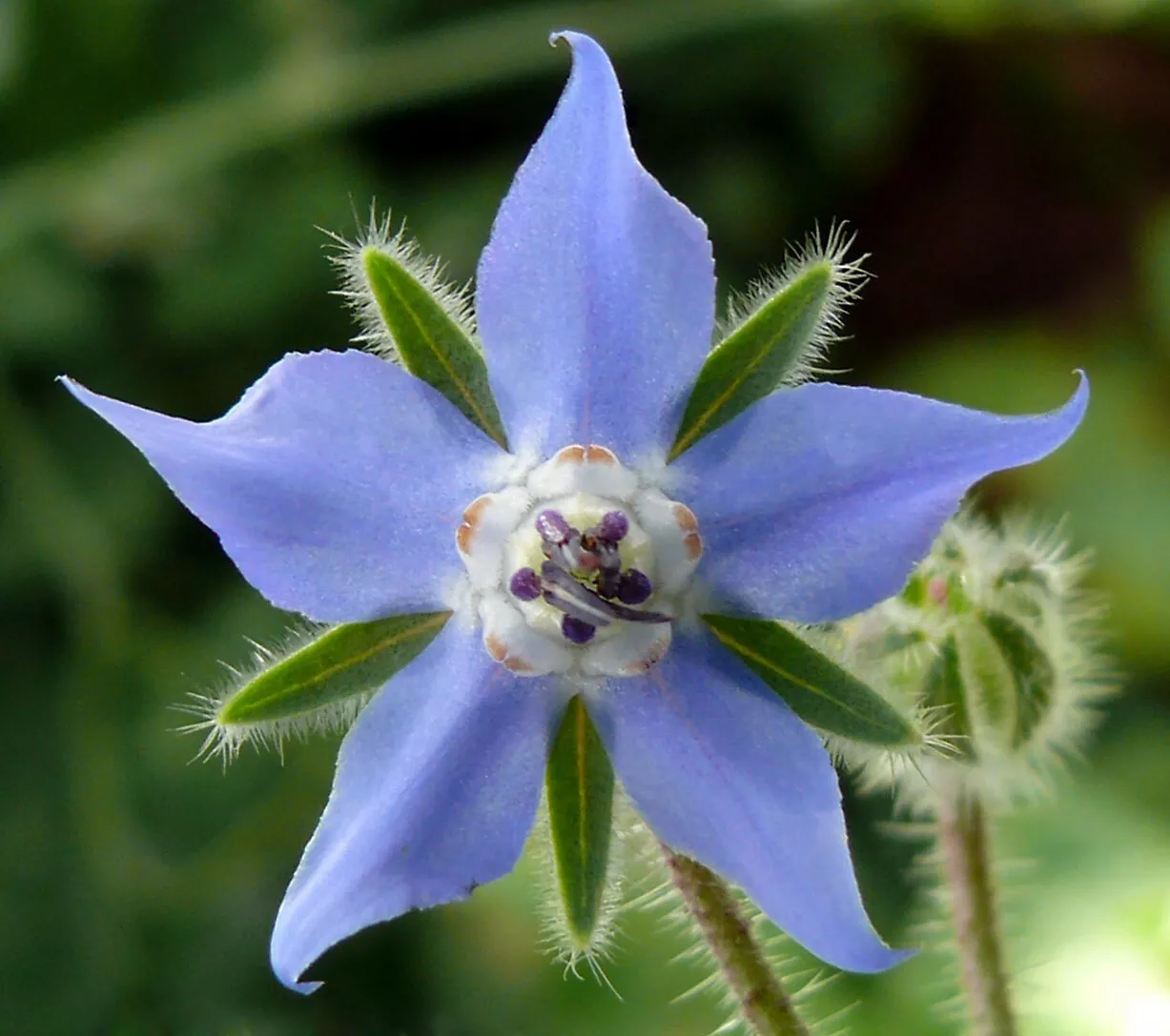 Borago officinalis Cool Tankard 50 high germination Seed - $13.21