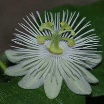 Passiflora Foetida Alba Running Pop Passion Flower 10 Seeds Gardening USA SELLER - £15.18 GBP