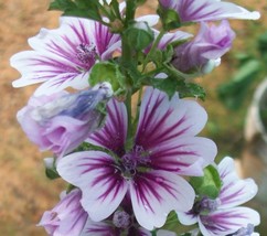 Malva sylvestris - 20 Purple and White Zebra Hollyhock Seeds - £11.94 GBP