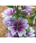Malva sylvestris - 20 Purple and White Zebra Hollyhock Seeds - €12,78 EUR