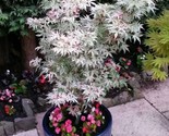 White Japanese Maple Tree 10 Authentic Seeds - £11.73 GBP