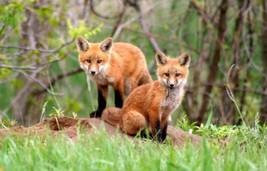 Framed canvas art print giclée Amazingly beautiful red fox kits baby wildlife - £31.64 GBP+