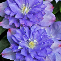 25+ Double Purple Clematis Seeds Beautiful Flowers Gardening - £11.00 GBP