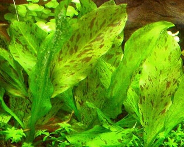 ECHINODORUS OZELOT GREEN ONE BUNDLE - Aquatic Live Plants  SUPER PRICE!!!!! - $4.45