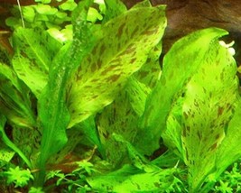 ECHINODORUS OZELOT GREEN ONE BUNDLE - Aquatic Live Plants  SUPER PRICE!!!!! - £3.51 GBP
