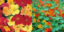 Nasturtium Landscaper’S Pack Tall Mixed Colors Edible Flowers 50 Seeds - £7.04 GBP