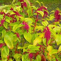 Love Lies Bleeding Red Amaranth Seeds Amaranth Seedsus Caudatus 30 Seeds Gardeni - £13.48 GBP