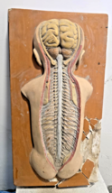 Big Antique 1930s 3D Anatomical Model of The Nervouse System of a Newborn - $395.90