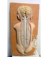 Big Antique 1930s 3D Anatomical Model of The Nervouse System of a Newborn - $7,493.79 MXN