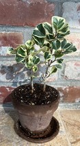 Variegated Ficus triangularis - Live plant From US - £19.98 GBP