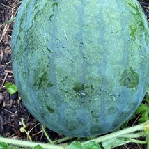 Sugar Baby Watermelon Seeds US Fast Shipping - $37.22 MXN