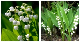 5 Lily of the Valley, May Lily, May Bells roots-(Convallaria majalis) - $34.95