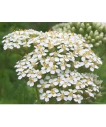 Yarrow - Achillea millefolium 20 seed heads - €12,78 EUR