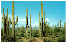 The Saguaro Or Giant Cactus Found Only In Southern Arizona Cactus Postcard - £5.49 GBP