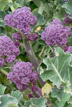 VP Purple Broccoli Seeds 600+ Early Purple Sprouting Non-Gmo Heirloom  - $2.52