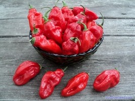 Non GMO Habanero Red Pepper - 40 Seeds Very hot pepper!  - £7.10 GBP