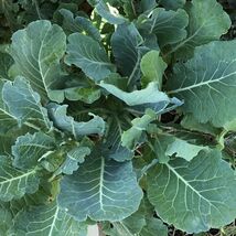 Morris Heading Collard Seeds 300+ Greens  - $4.47