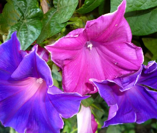 Morning Glory Japanese Kikyo Zaki Ipomoea Nil 50 Fresh Seeds - £39.95 GBP