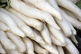 Radish Japanese Minowase White Giant 2 Feet Long Daikan 300 Seeds  From US - £5.11 GBP