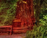 Vtg Mike Roberts Chrome Postcard Giant 29&#39; Circumference Sequoia Tree Re... - $3.91