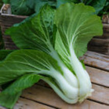 Pak Choi (Chinese Cabbage Bok Choy) Seeds USA Non-GMO  800+  Seeds - £9.02 GBP