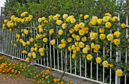 20 Yellow Climbing Roses Flower Seeds - £7.23 GBP