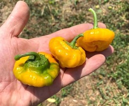 20 Fresh Premium Scotch Bonnet Jamaican Yellow Nongmo Pepper Seedsb 57 From US  - £6.45 GBP