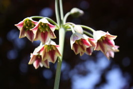 20 Honey Garlic Seeds (Allium Siculum)     Annual From US - £11.04 GBP