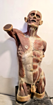 Big Antique 1930s Anatomical Model of Human Body , 105 cm / 41.3&quot; - $1,188.00