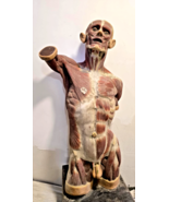 Big Antique 1930s Anatomical Model of Human Body , 105 cm / 41.3&quot; - $22,487.06 MXN