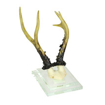 Alpine Chamois Horns Replica Glass Backed Wall Hanging - $42.56